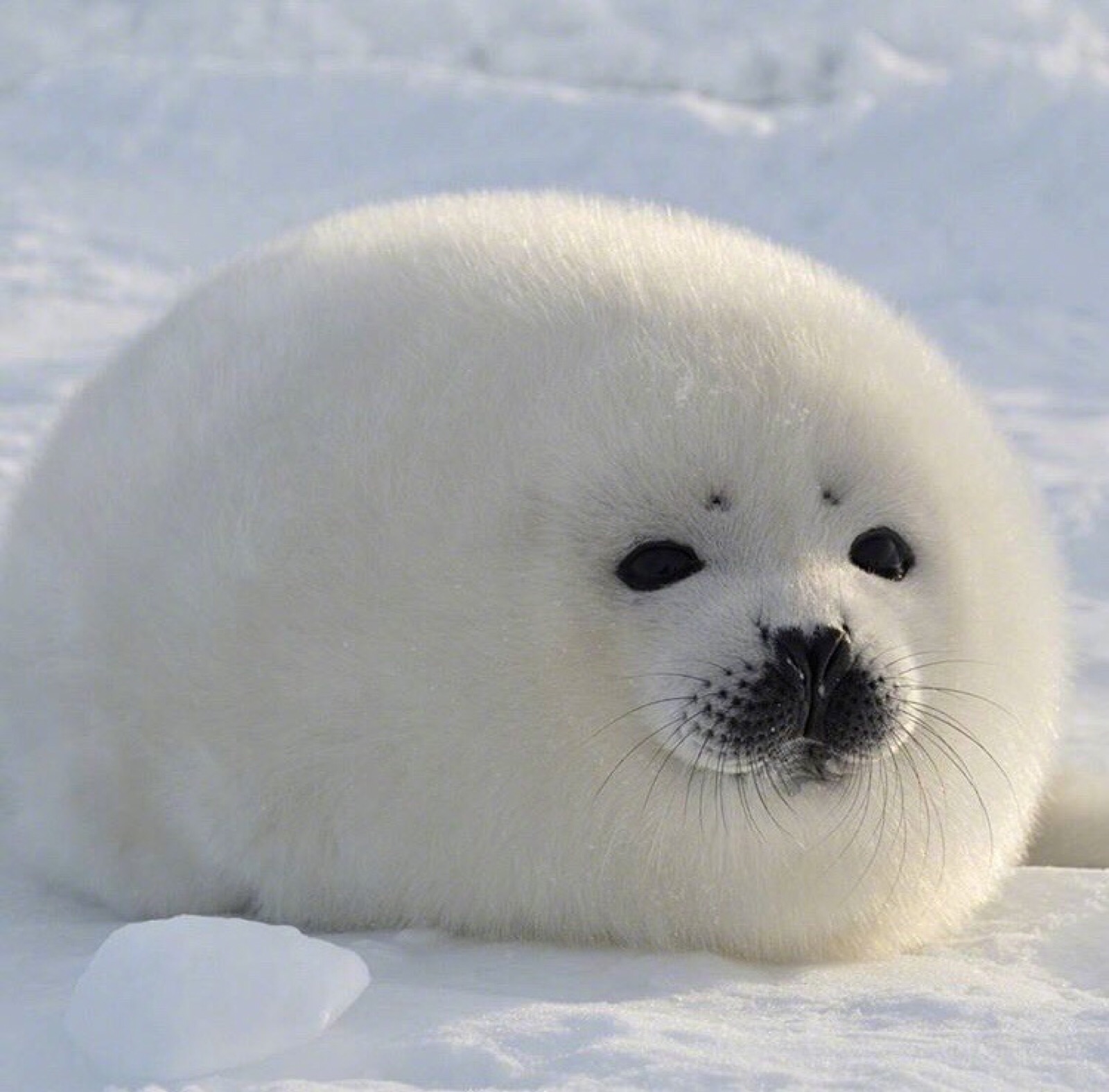 sealwhichilike.jpeg